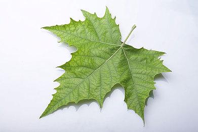 《暗黑4》新赛季上线后热度暴跌 玩家流失严重